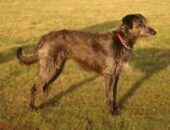 Lurcher