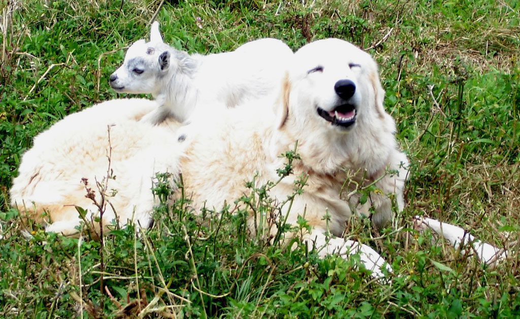 Maremma Sheepdog Dogs Breeds