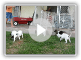 English Pointer Puppies - Bird Hunting Dogs