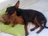 Pinscher miniatura