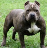 Pit Bull Terrier Americano