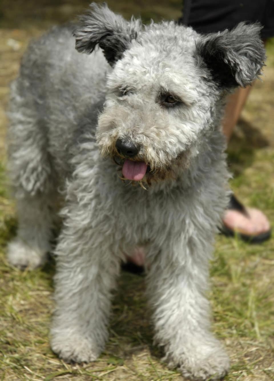 pumi poodle mix