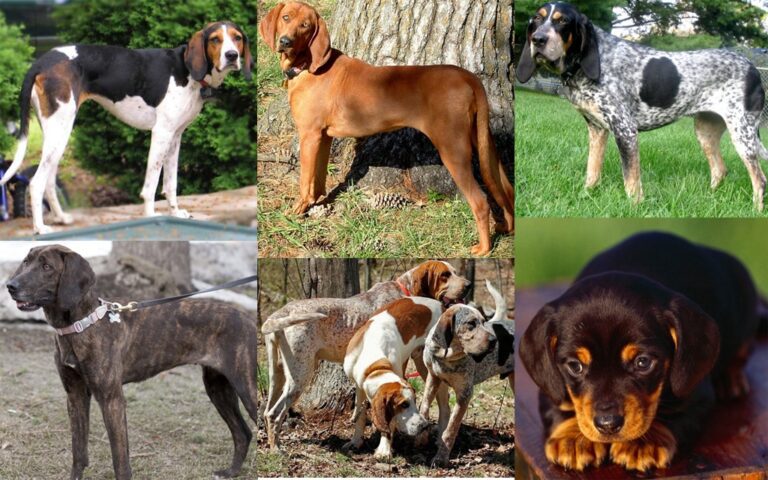 Todas as raças de cães que começam com a letra C