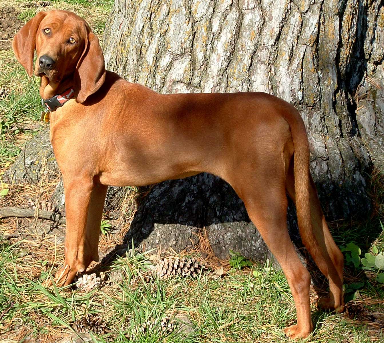 Redbone Coonhound.