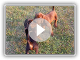 ADORABLE Redbone Coonhound Puppies Playing (5 wks old)