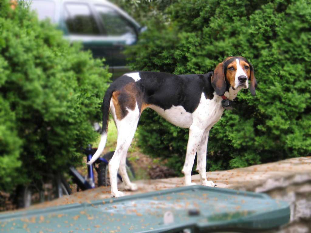 are treeing walker coonhound the most intelligent dogs