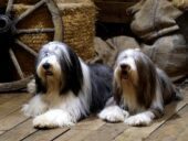 Criadores de Collie Barbudo o Bearded Collie en España