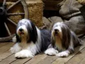 Criadores de Collie Barbudo o Bearded Collie en España