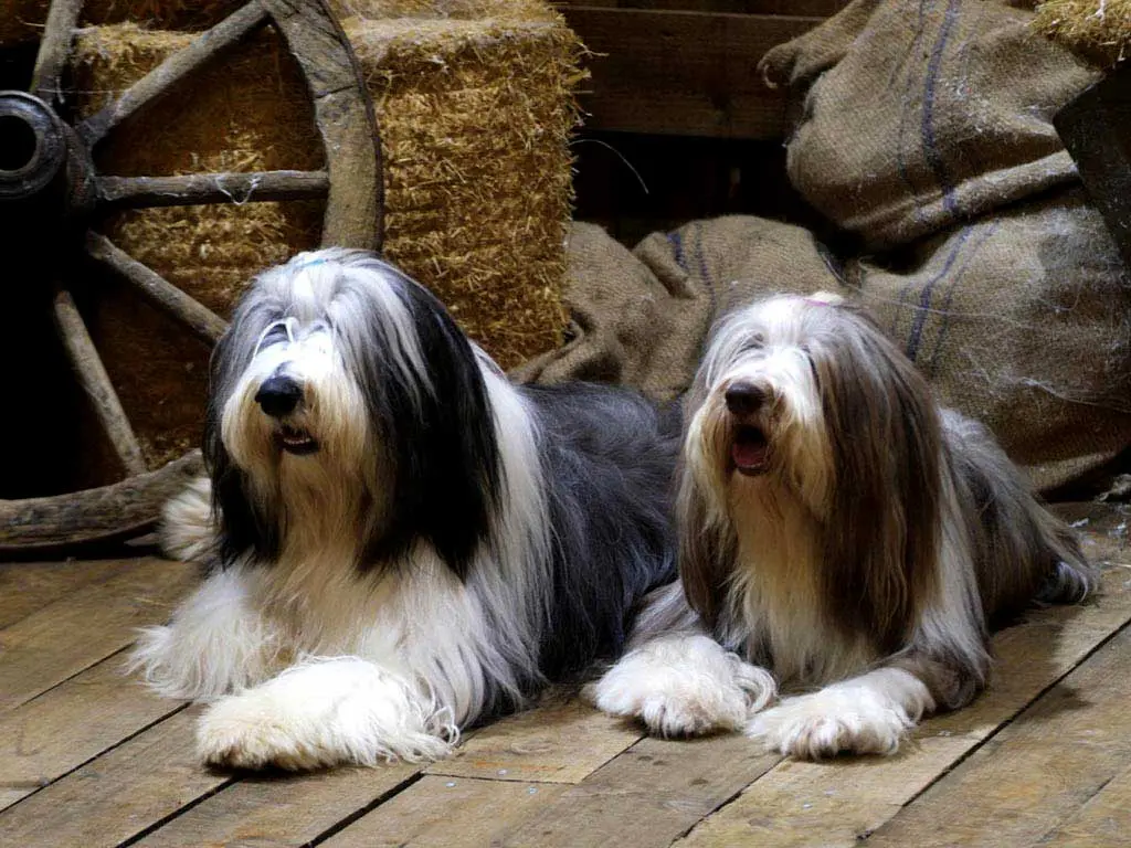 Bearded Collie or Bearded Collie Breeders