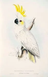 Yellow-crested cockatoo