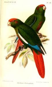 Conure tête-de-feu