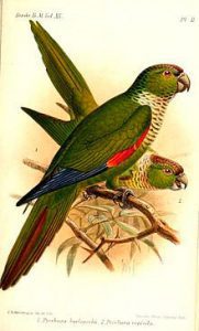 White-necked Parakeet