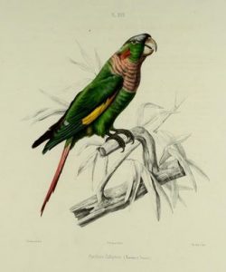 Conure à  poitrine brune