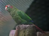 Red-eared_Parakeet