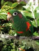 Santa Marta Parakeet