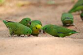 Dusky-billed Parrotlet