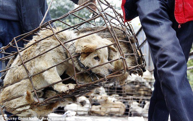 11 Pays Qui Encore Mangent De La Viande De Chien