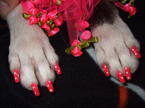 Los Inconvenientes de pintar las uñas a tus mascotas