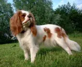 English Toy Spaniel
