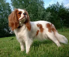 toy spaniel dog