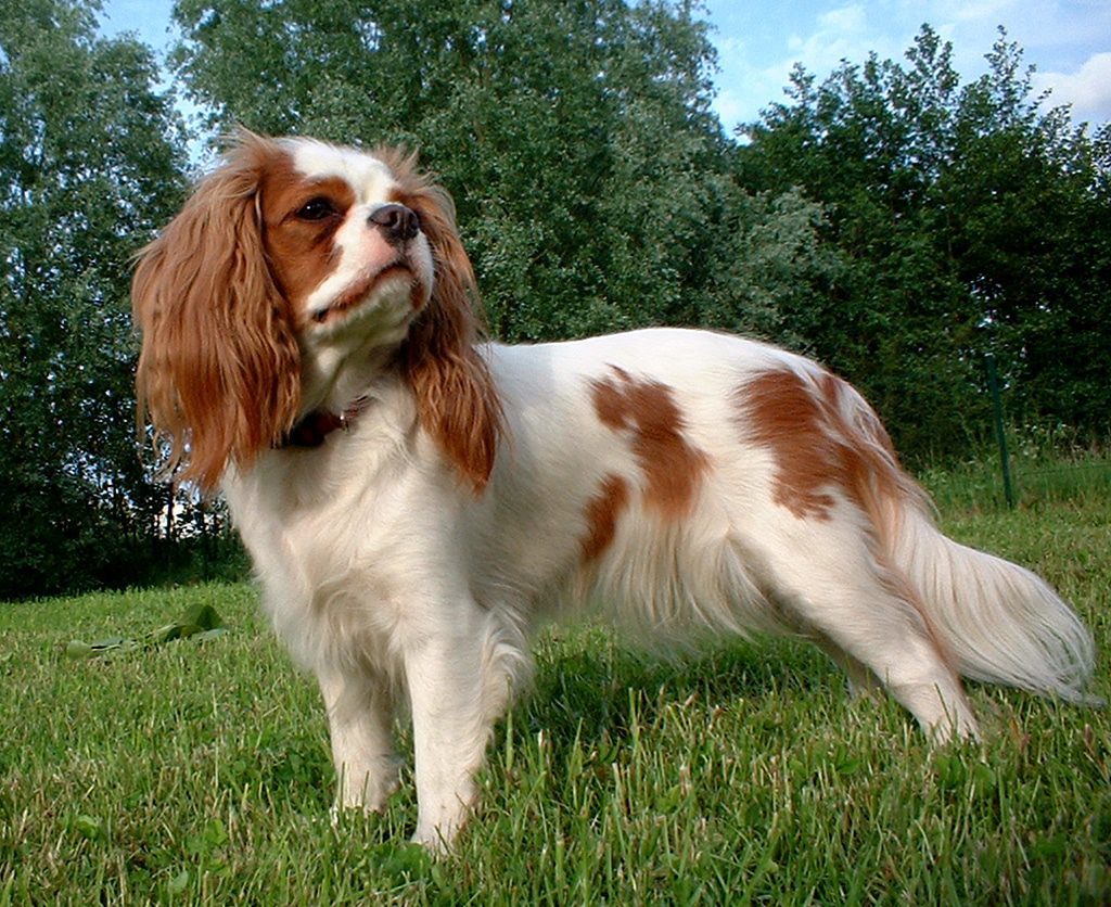 Englisch-Toy-Spaniel - Hunderassen