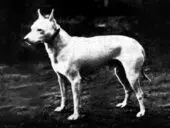 English White Terrier