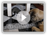 Parte de mastins e gatos 1