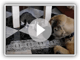 Mastiffs and Cats part 1