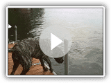 Abi Jumping off the dock (american masstif)