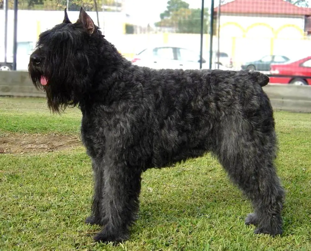 Criadores de Flandres Boyero ou Bouvier de Flandres na Espanha
