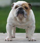 Criadores de Bulldog Inglés en España