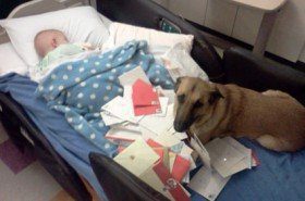 La relación especial entre un niño enfermo y su perro