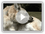 Buhund norueguês no rescaldo de banho