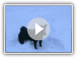 Norsk Buhund Siri leker eu....
