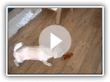 Lindo cãozinho Buhund norueguês jogando
