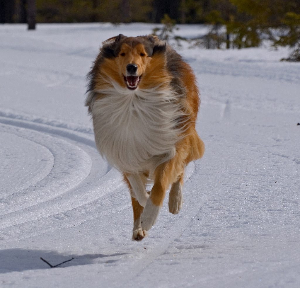 collie hair