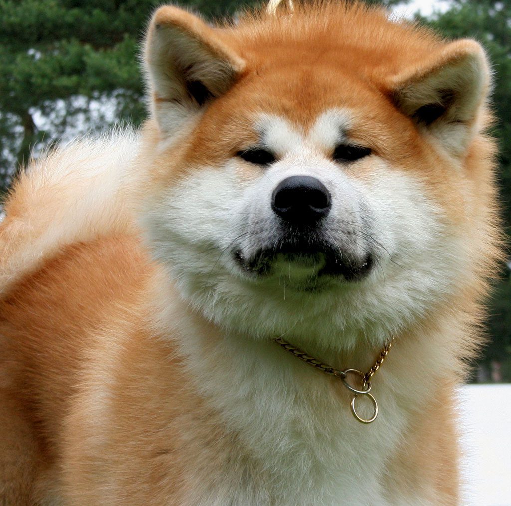 Rascacielos en cualquier sitio cinta Criadores de Akita Inu en España - Asociación Canina de Perros Nórdicos y  Akita Inu