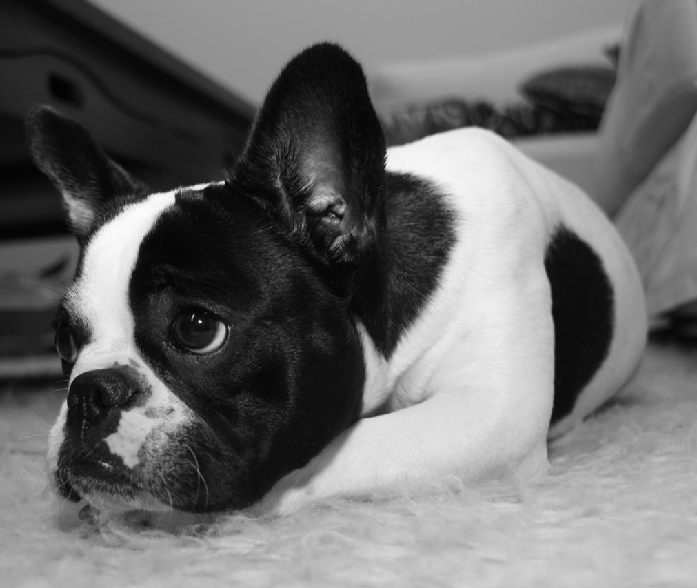 Spain French Bulldog Breeders