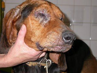 Leihmaniosis in dogs - Diseases dogs