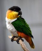 Black-headed Parrot