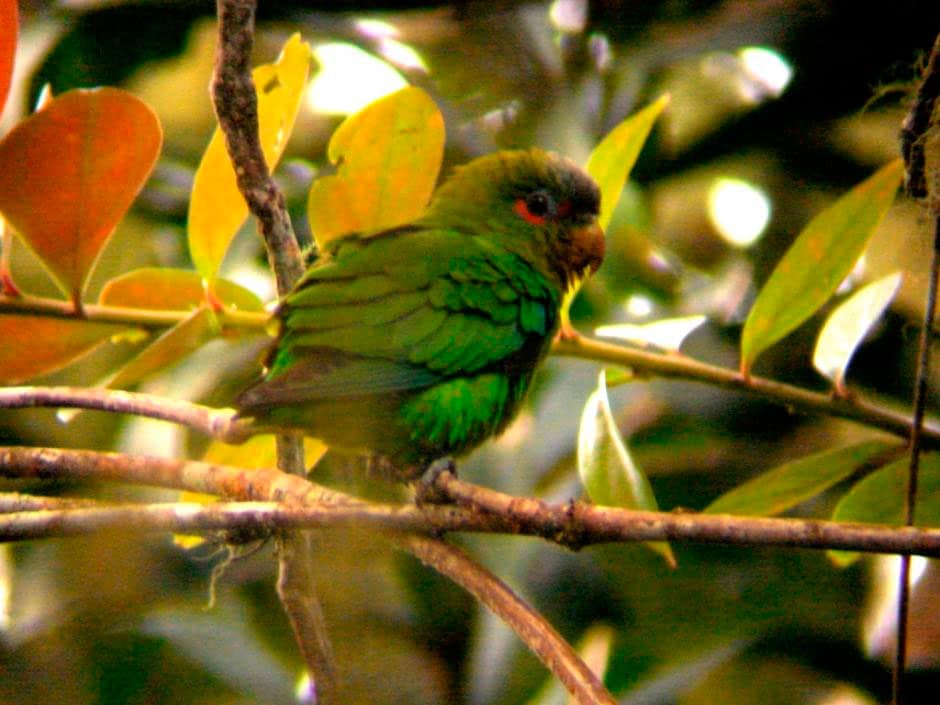Blue-fronted Parrotlet