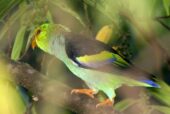 Lilac-tailed Parrotlet