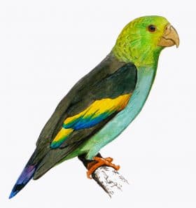 Lilac-tailed Parrotlet 