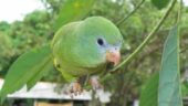 Amazonian Parrotlet