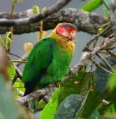 Rose-faced Parrot