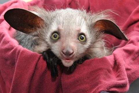 Aye - aye