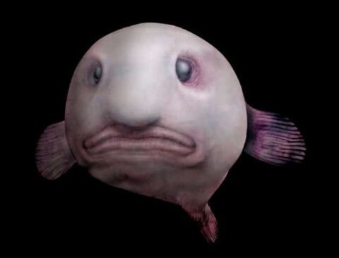 blobfish (1)
