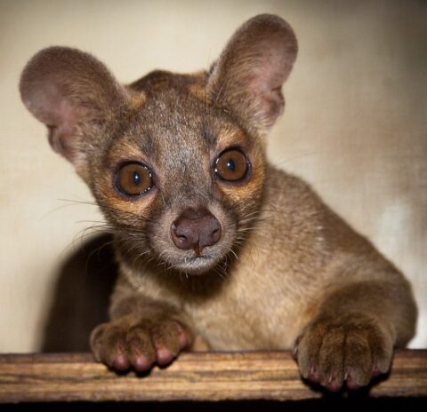 fossa