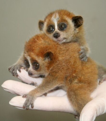 Pigmeu Slow Loris