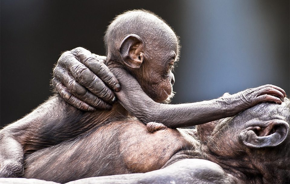 bebê-e-mãe-banobo-amor